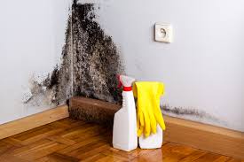 Best Water Damage & Mold Remediation in Babbitt, MN